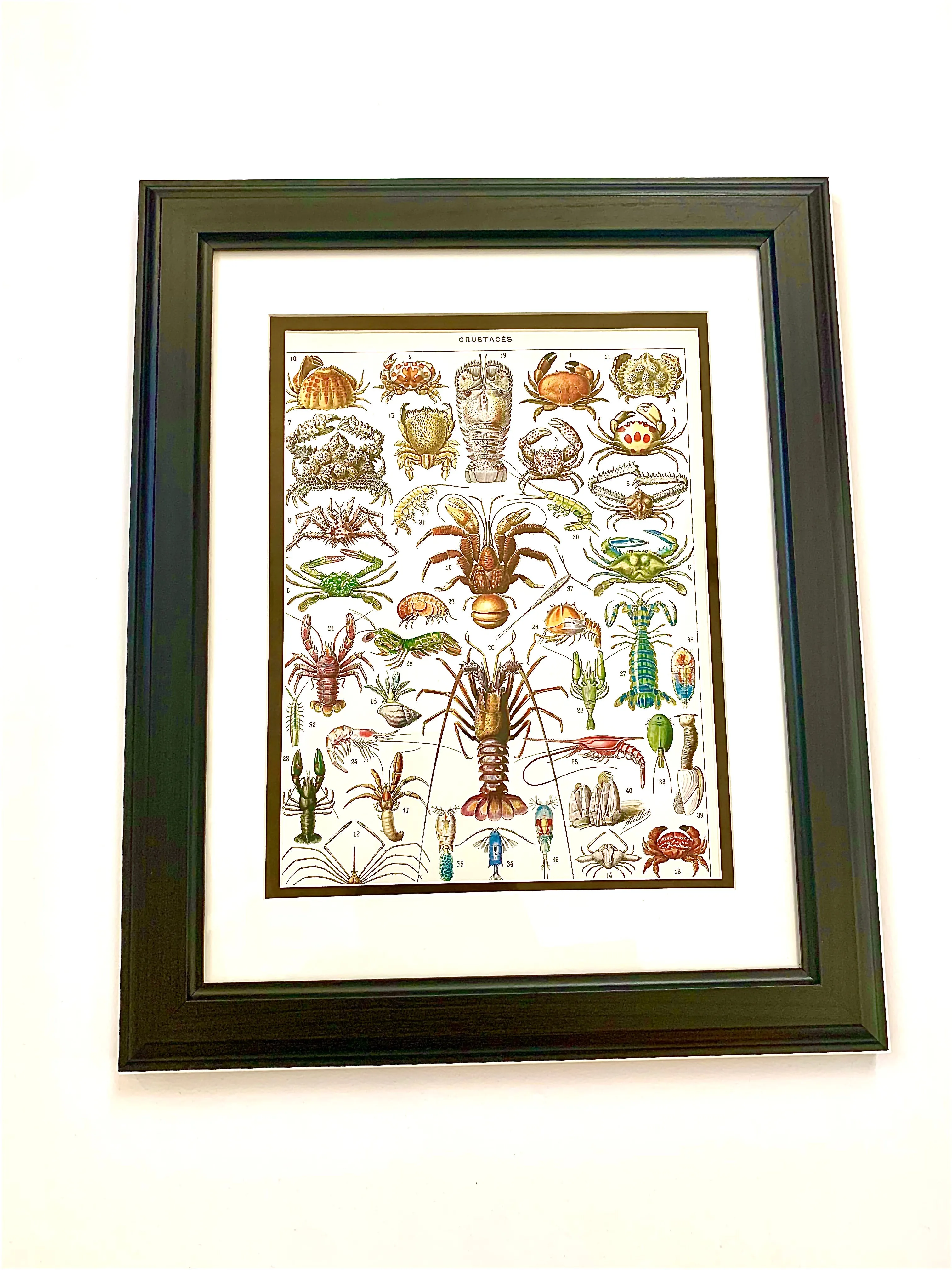 Antique French Crustacean Lithograph