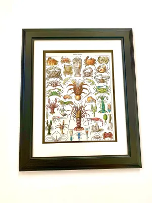 Antique French Crustacean Lithograph
