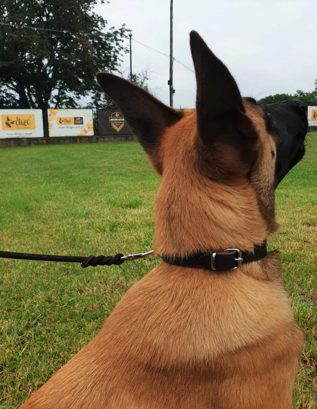 Dingo Gear Puppy Leather Collar & Leash Set