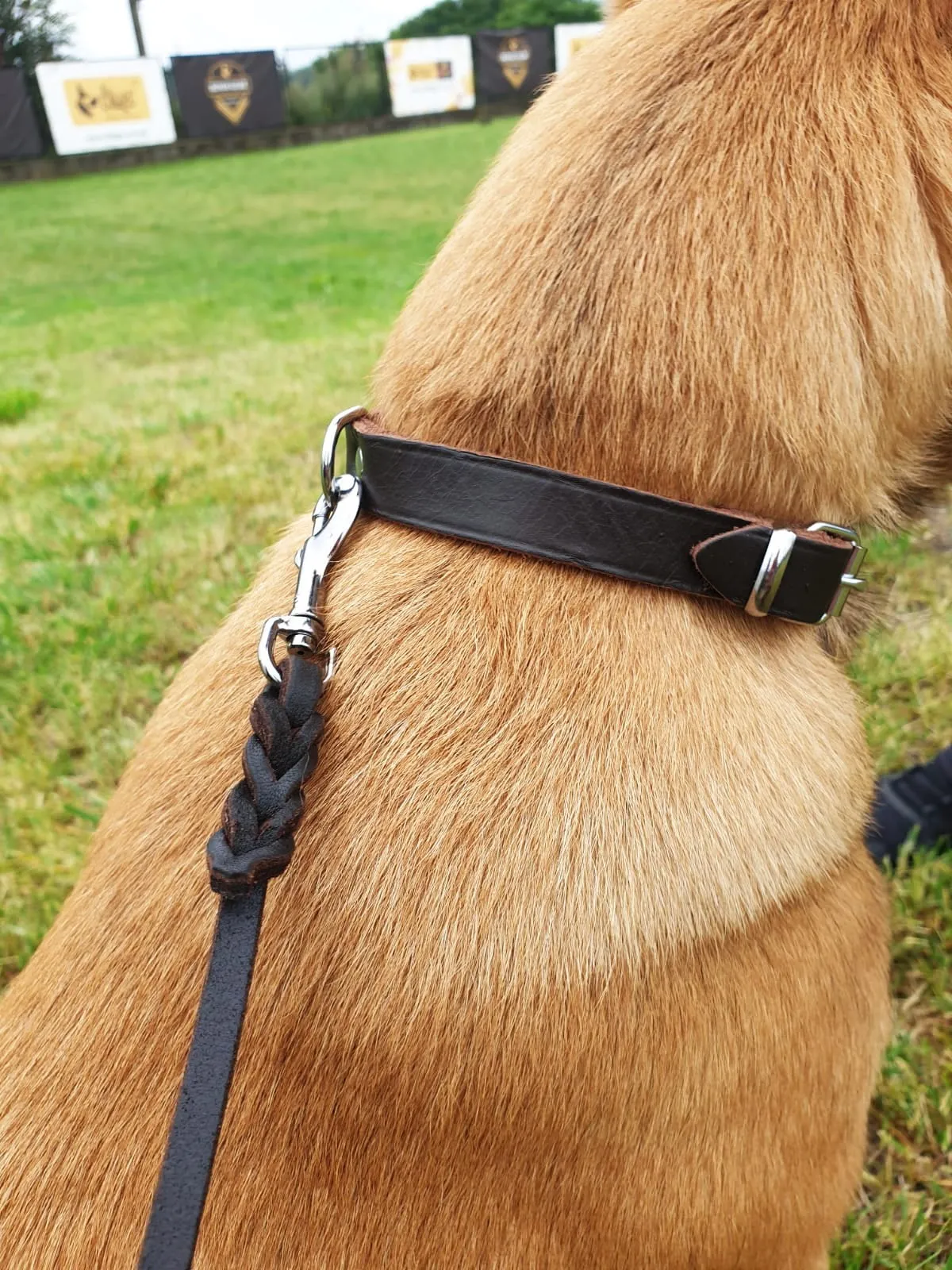 Dingo Gear Puppy Leather Collar & Leash Set
