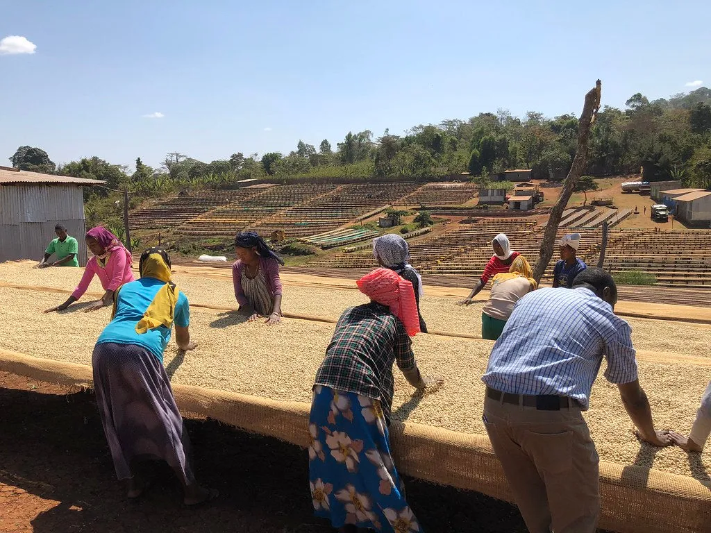 Ethiopia - Natural Guji