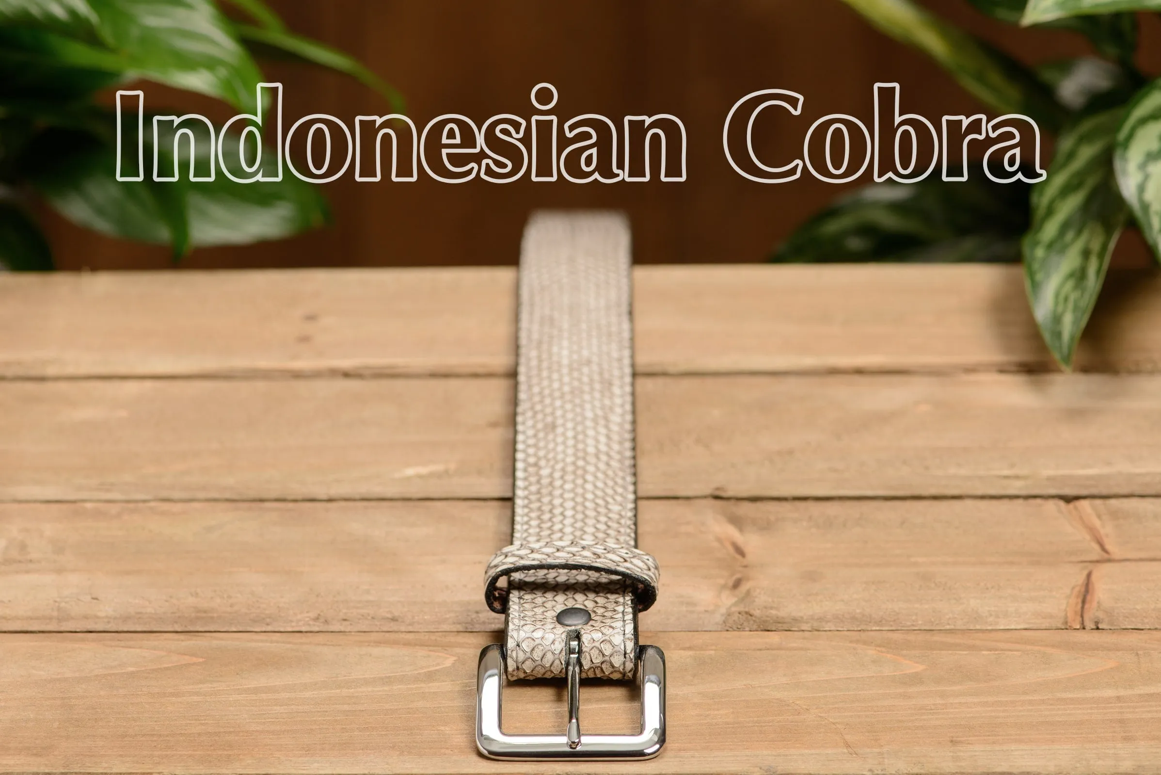 Indonesian Spitting Cobra Money Belt With 25" Zipper